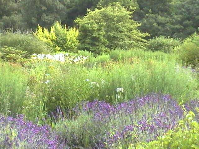 Heilpraktiker, Hessen, Frankfurt am Main, Eschersheim, Am Wei&szlig;en Stein, Bachbl&uuml;ten, Therapie, Pflanzen, Bl&uuml;ten, Essenzen, Heilpflanzen